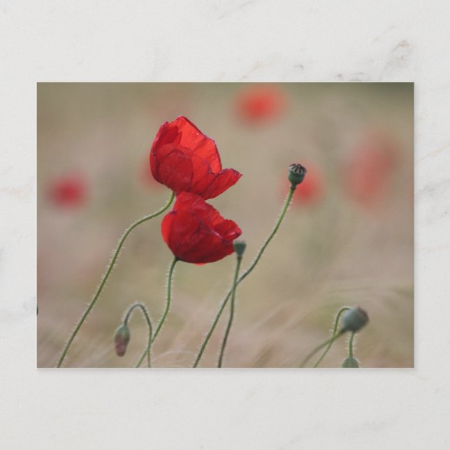 Mohnfeld Postkarte (Vorderseite)