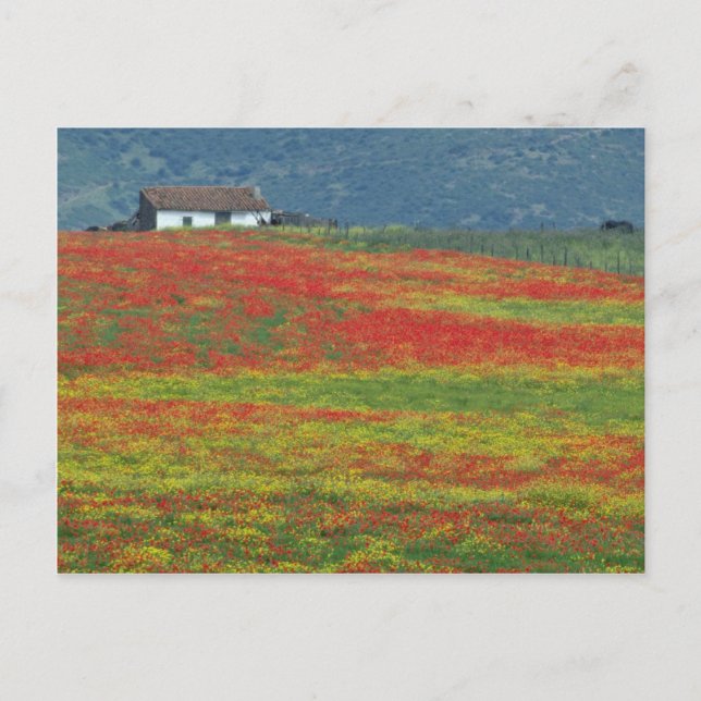 Mohnfelder in der Nähe von Cordoba, Andalusien fl Postkarte (Vorderseite)