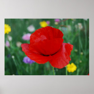 Mohnische Blume und Bedeutung Poster