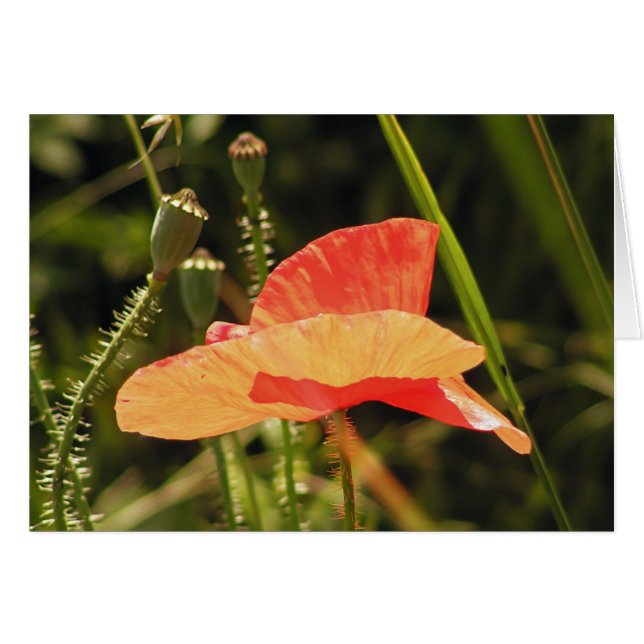 Mohnkarte (Vorderseite (Horizontal))