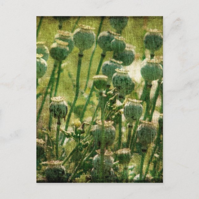 Mohnsamen-Blume Postkarte (Vorderseite)