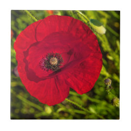 Mohnserie #2 fliese