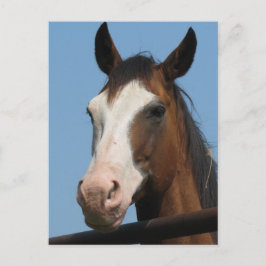 Möhren got? postkarte