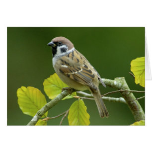 Moineau d'arbre eurasien dans la carte postale
