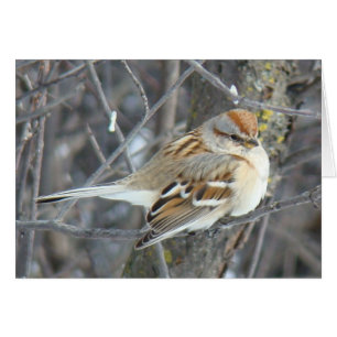 Moineau domestique B24