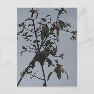 Moineaux dans un arbre avec fleurs d'automne carte