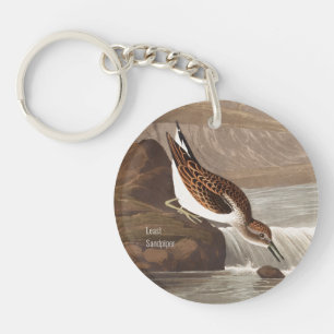 Moins Sandpiper, Audubon, Birdwatcher Birder, Bird