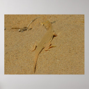 Mojave Fringe-Toed Lizard Poster