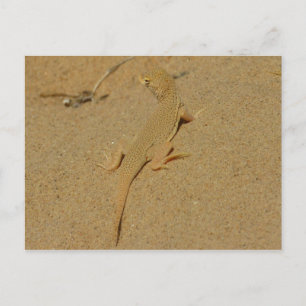 Mojave Fringe-Toed Lizard Postkarte