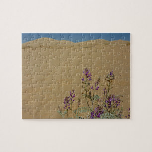 Mojave Indigo Busch und Kelso Dünen