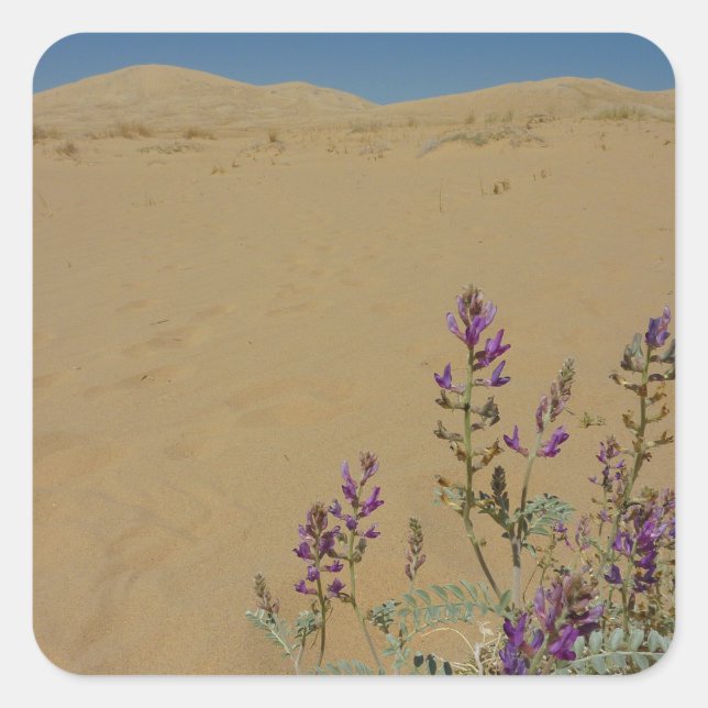 Mojave Indigo Bush und Kelso Dunes Quadratischer Aufkleber (Vorderseite)