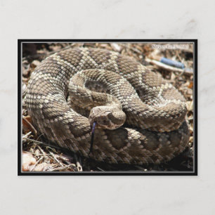 Mojave Rattlesnake im Kongress, Arizona Postkarte