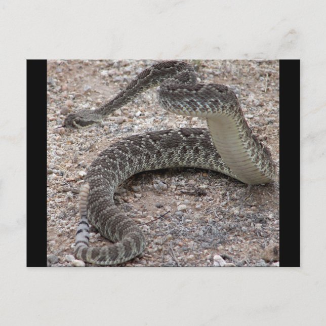 Mojave Rattlesnake Postkarte (Vorderseite)