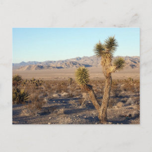Mojave-Wüstenszene 01 Postkarte