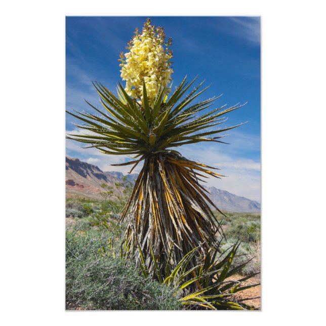 Mojave yucca blüht in der Wüste nahe Las Vegas Fotodruck (Vorne)