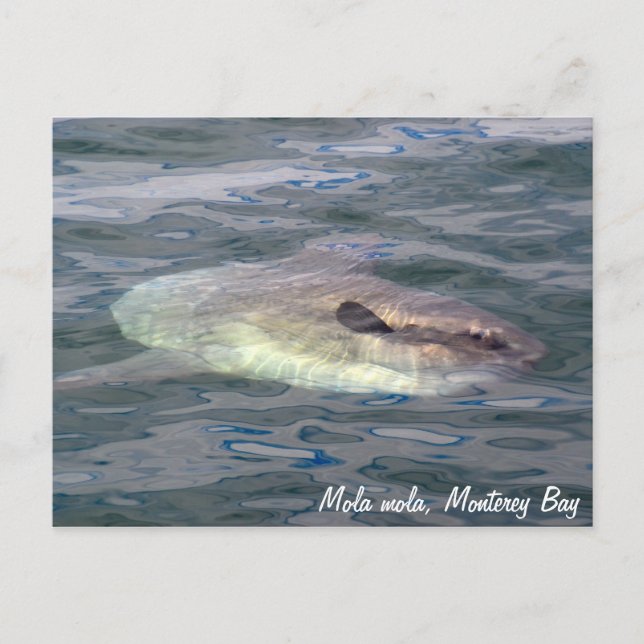 Mola mola (Ocean Sunfish) Postkarte (Vorderseite)