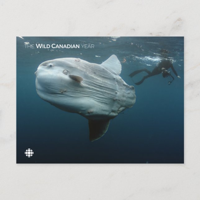 Mola Mola Postkarte (Vorderseite)