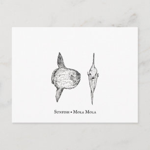 Mola Mola Sunfish Postcard Postkarte