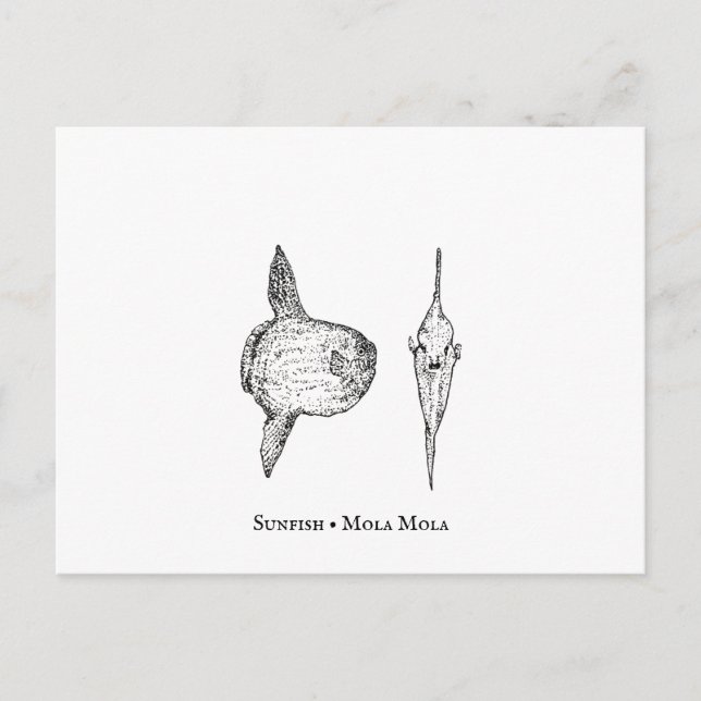 Mola Mola Sunfish Postcard Postkarte (Vorderseite)