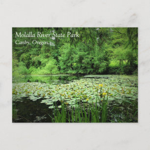 Molalla River Staat Park, Canby, Oregon Postcard Postkarte