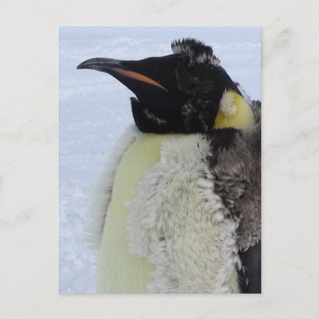 Molding Kaiser Pinguin Postkarte (Vorderseite)