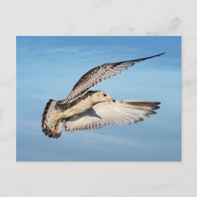 Möller im Flug Postkarte (Vorderseite)