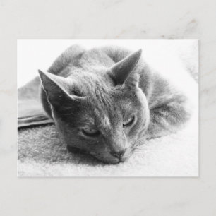 Mollie Postkarte