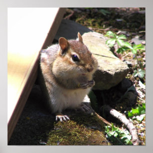 Molliger Chipmunk Poster