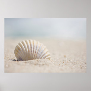 MolluskeSeashell Poster