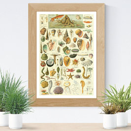 Mollusks Adolphe Millot Illustration Poster