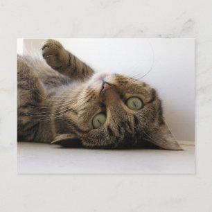 Molly Ankündigungspostkarte