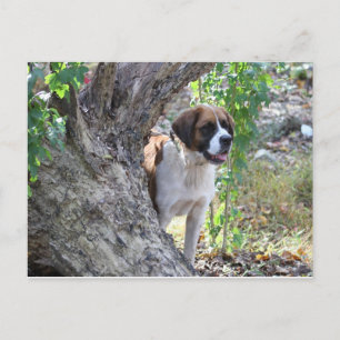 Molly " Jemand sagt PLAYTIME" Postkarte