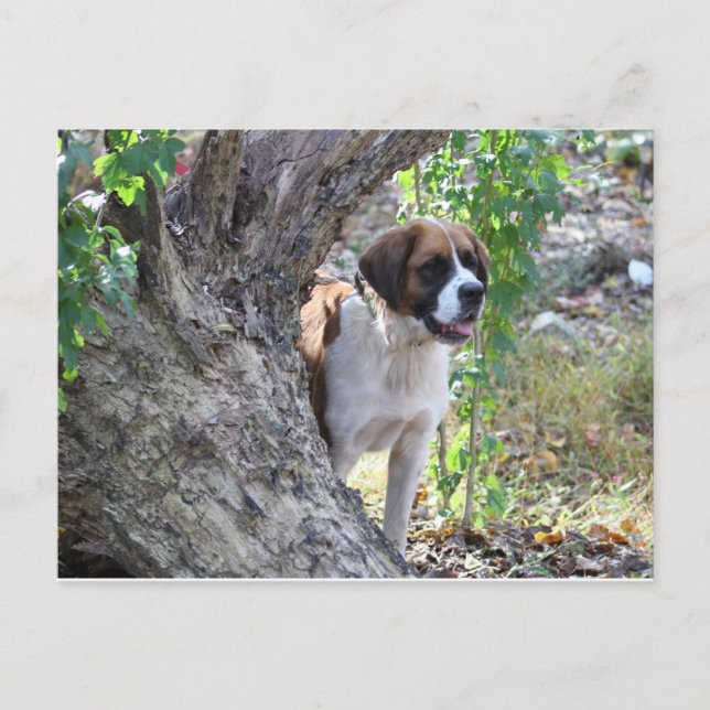Molly " Jemand sagt PLAYTIME" Postkarte (Vorderseite)