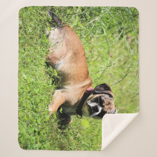 Molly Sherpadecke (Vorderseite)