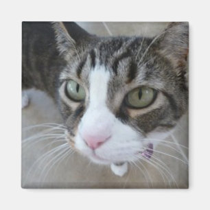 Molly sieht dir das Kitty Square Magnet zu