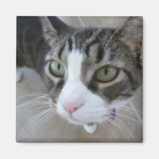 Molly sieht dir das Kitty Square Magnet zu