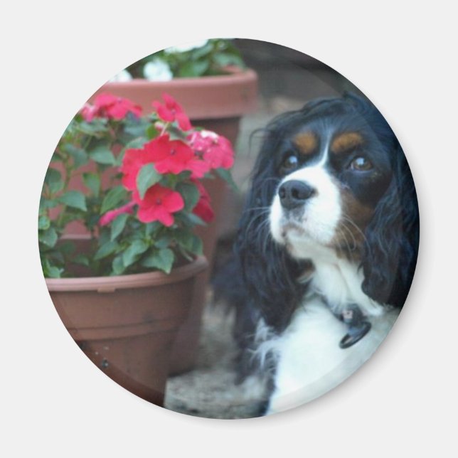 Molly the Cavalier Magnet (Vorne)