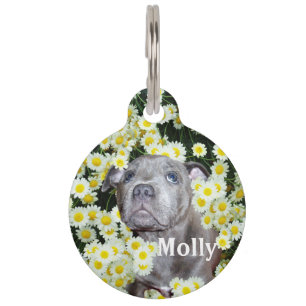 Molly The Staffordshire Bull Terrier Puppy, Haustiermarke