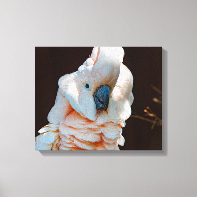 Moluccan Cockatoo-Leinwand Leinwanddruck (Vorderseite)