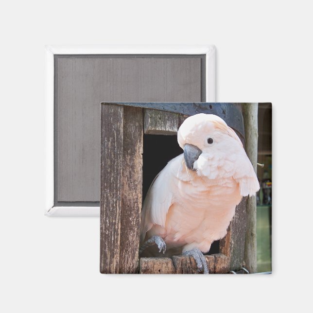 Moluccan Cockatoo Magnet (Vorderseite/Rückseite)