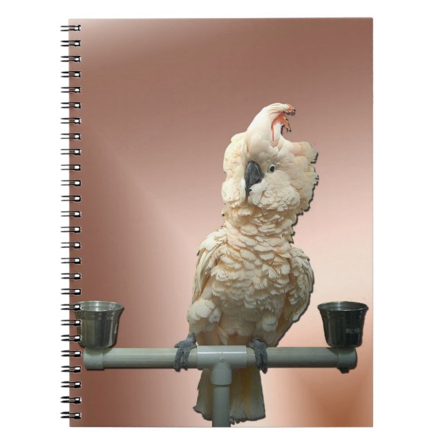 Moluccan Cockatoo-Notizbuch Notizblock (Vorderseite)