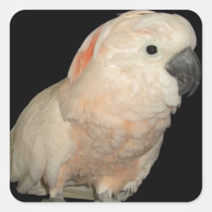 Moluccan Cockatoo-Papageien-Entwurf Quadratischer Aufkleber