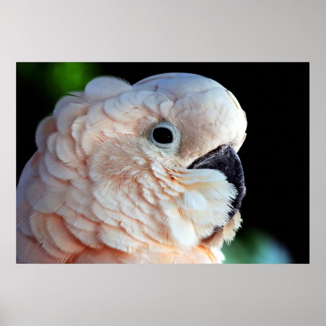 Moluccan Cockatoo Poster (Vorne)