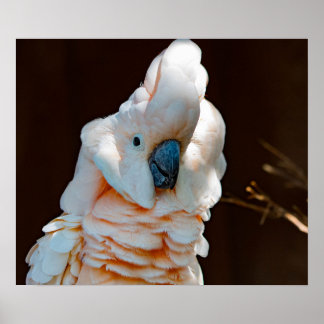 Moluccan Cockatoo Poster