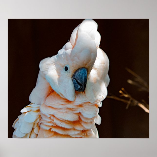 Moluccan Cockatoo Poster (Vorne)