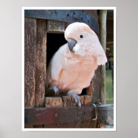 Moluccan Cockatoo