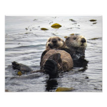 Mom and Pup Sea Otter
