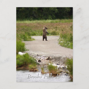 Mom!! Brooks Falls Alaska Postkarte