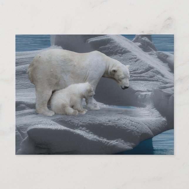 mom polar bear and baby postkarte (Vorderseite)