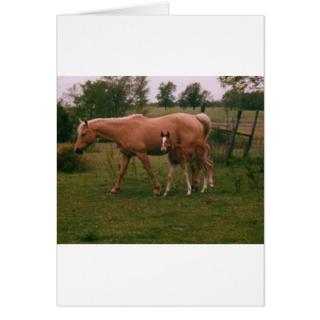 Moma-Pferd (Vorne)